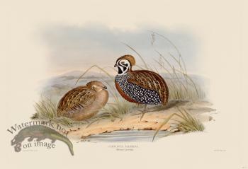 07 Massena's partridge